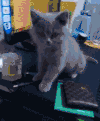 猫咪   可爱   低头  淘气  萌萌哒