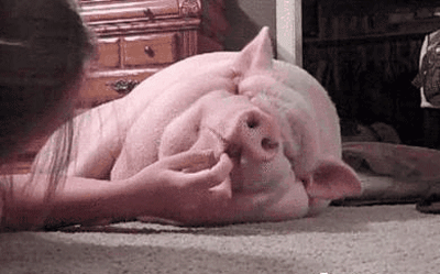 搞笑 猪猪 瞌睡 友好