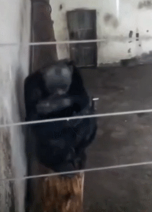 猩猩 香烟 蹲着  挠头