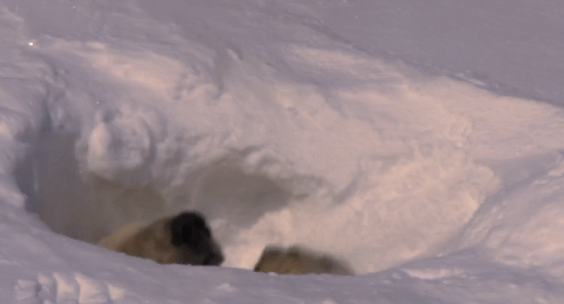 北极熊 地球脉动 爬 纪录片 缓慢 艰难