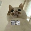 萌宠 猫星人 冒泡 我来了 呆萌 搞怪 逗