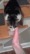 猫咪 握手 可爱 萌萌哒