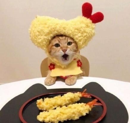 萌宠 日料 可爱 猫星人 逗