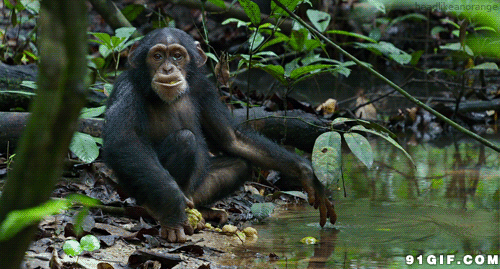 大猩猩 可爱 动物 吃货