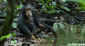 大猩猩 可爱 动物 吃货