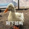 萌宠 大鹅 刚下班鸭 下班 搞怪 逗