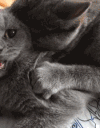 猫咪 按摩 享受 可爱