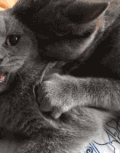 猫咪 按摩 享受 可爱