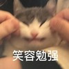萌宠 喵星人 笑容勉强 强颜欢笑 搞怪 逗