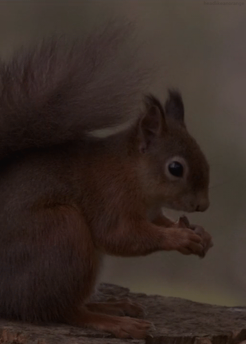 松鼠 squirrel 动物 吃东西