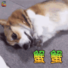 柴犬 狗 蟹蟹 soogif soogif出品 搞怪 可爱