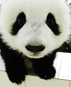 熊猫 国宝 可爱