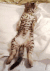 不要 搞笑 喵星人 随便 gif 萌宠 猫 猫咪