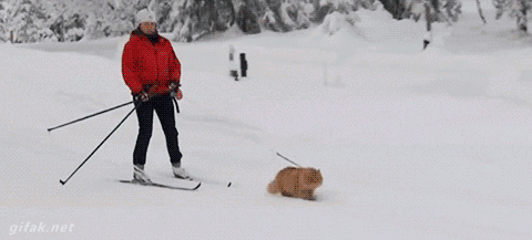 滑雪 猫 拖 可爱 skiing