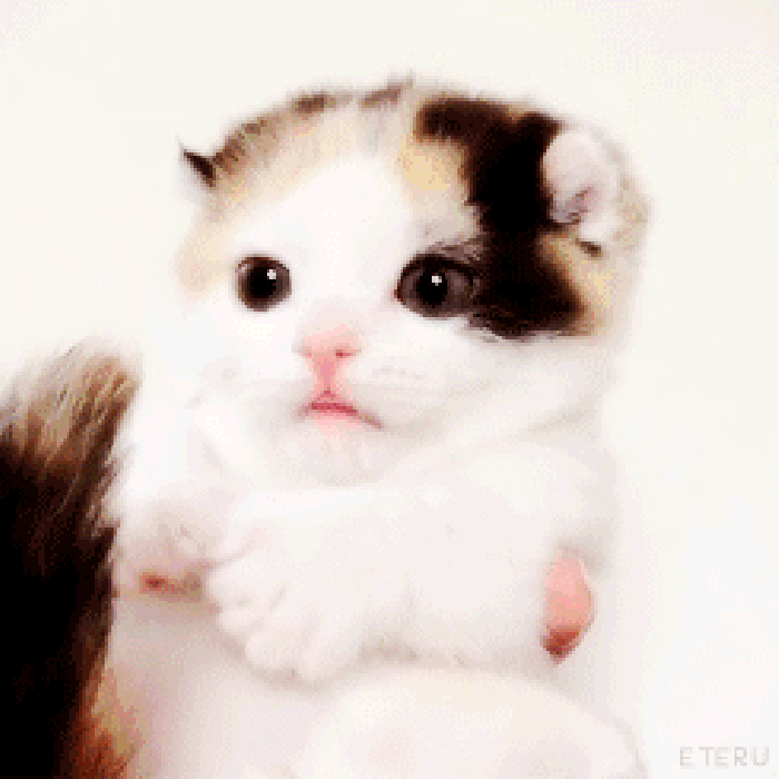 小猫 可爱 萌萌哒 动物