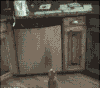 宠物 搞笑 萌 救命 gif
