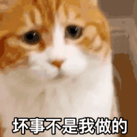 萌宠 猫星人 不是我干的 委屈 呆萌