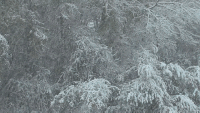森林 下雪 寒冷 冬季 forest 倒春寒