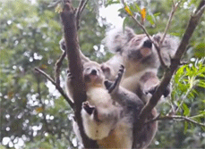 考拉 麻麻 宝宝 晃荡 萌化了 树枝 动物 koala