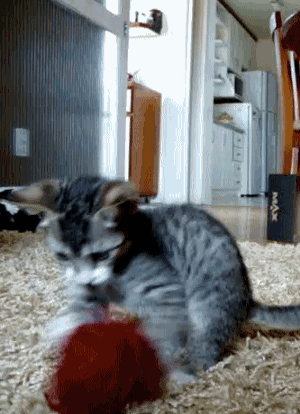 萌宠 猫咪 玩毛线球 可爱