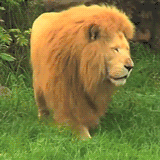 萌寵 獅子 lion
