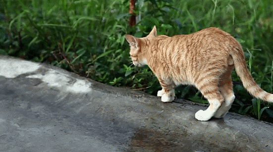 动物 叫 可爱 本草中国 猫 纪录片