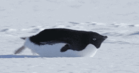 企鹅 滑行 雪地 速度