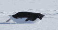 企鹅 滑行 雪地 速度