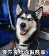 萌宠 汪星人 要不要给你鼓掌 搞怪 凝视