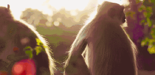 休息 叶猴 地球脉动 惬意 温暖 纪录片 阳光