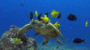 海洋 海底 海龟  美丽