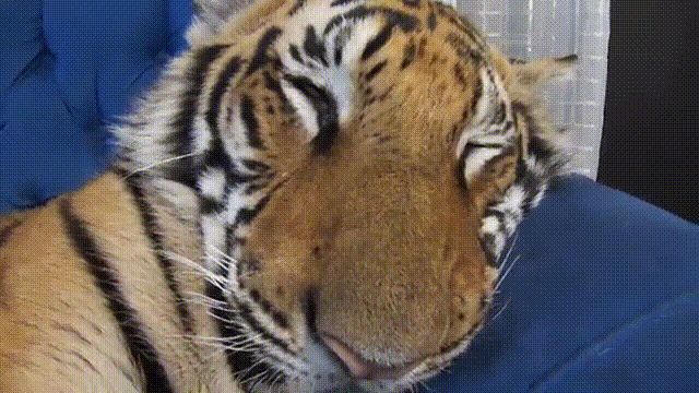 老虎 困 睡觉 安静