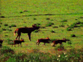 大草原 奔跑 绿色 小动物