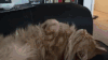 猫咪 喵星人 调戏