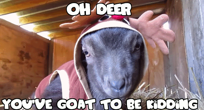 山羊 注视 goat