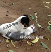 萌宠 猫星人 你逃不掉啦 啊啊啊啊 呆萌 可爱