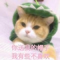 猫咪 绿帽子 你送我的帽子 我有些不喜欢