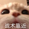 萌宠 喵星人 偷偷接近 战术靠近 呆萌 可爱