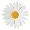 贴图 卡通 花 小雏菊