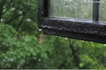 下雨 树木 叶子 水滴 窗户 玻璃