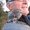 猫头鹰 爱 baby 惊吓 恐高 萌宠 owl
