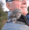 猫头鹰 爱 baby 惊吓 恐高 萌宠 owl