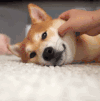 狗 汪星人 柴犬 好 听话 懒