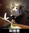 观看 猫咪 可爱 叫爸爸