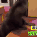 萌宠 海豹 抓狂