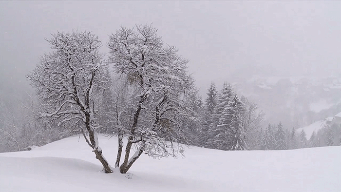 冷的 cold 树 冬天