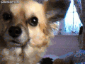 吉娃娃 chihuahua 可爱 萌萌哒
