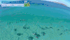 浪 waves nature 海豚