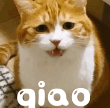 萌宠 猫咪 小网黄 动态图 可爱