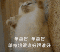 萌宠 喵星人 单身好 单身想干嘛干嘛 机灵 活泼